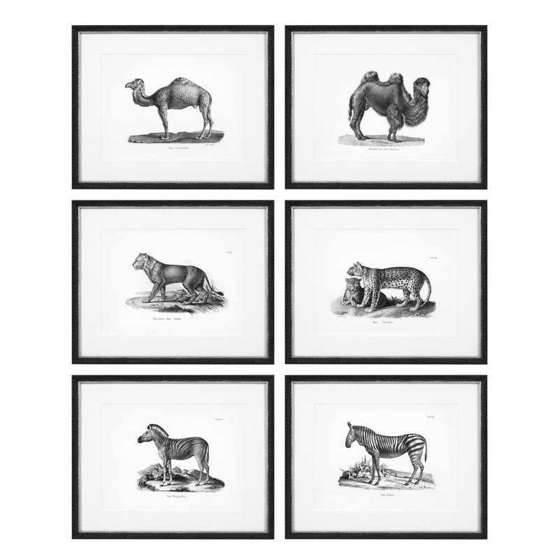 Комплект постеров Eichholtz Prints Historical Animals set of 6 Черный Черно-белый в Нижнем Новгороде | Loft Concept 