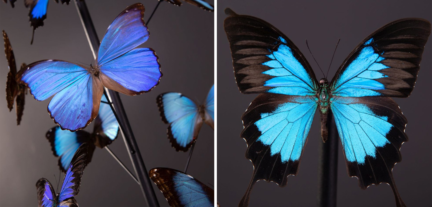 Статуэтка 14 Blue Butterflies Morphos Glass Box - фото