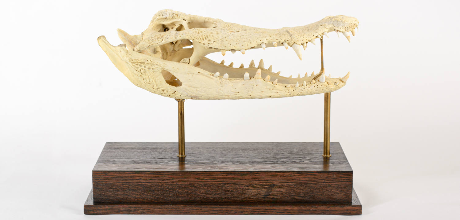 Натуральный Череп Крокодила на подставке - фото