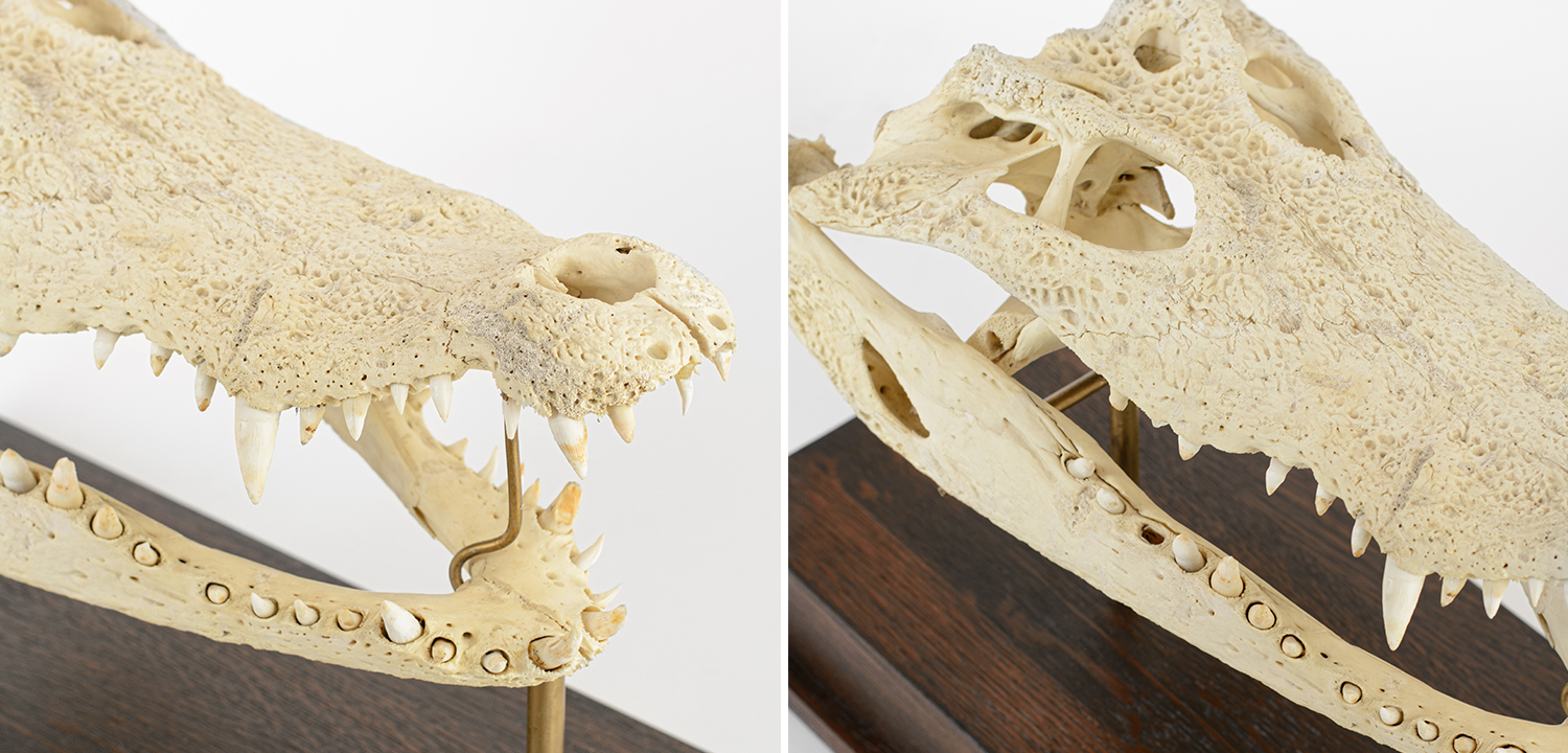 Натуральный Череп Крокодила на подставке - фото №1
