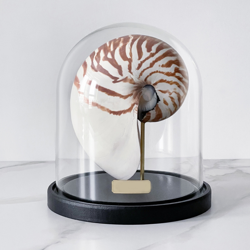 Статуэтка Nautilus Pompilius Glass Cloche  в Нижнем Новгороде | Loft Concept 