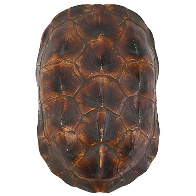 Аксессуар Turtle Shell Natural Brown Коричневый в Нижнем Новгороде | Loft Concept 