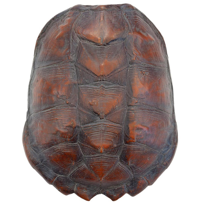 Аксессуар Turtle Shell Big Natural Коричневый в Нижнем Новгороде | Loft Concept 