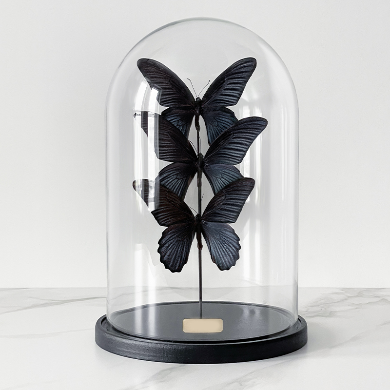 Статуэтка 3 Butterflies Papilio Memnon Glass Cloche  в Нижнем Новгороде | Loft Concept 