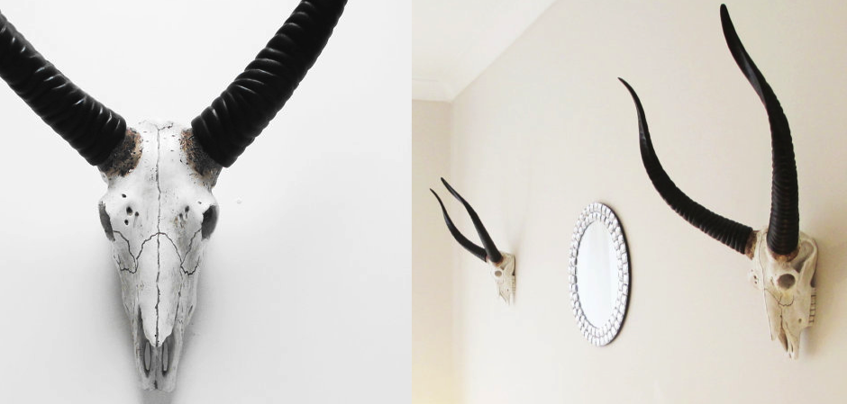 Череп антилопы с черными рогами - Loft-Concept в Нижнем Новгороде