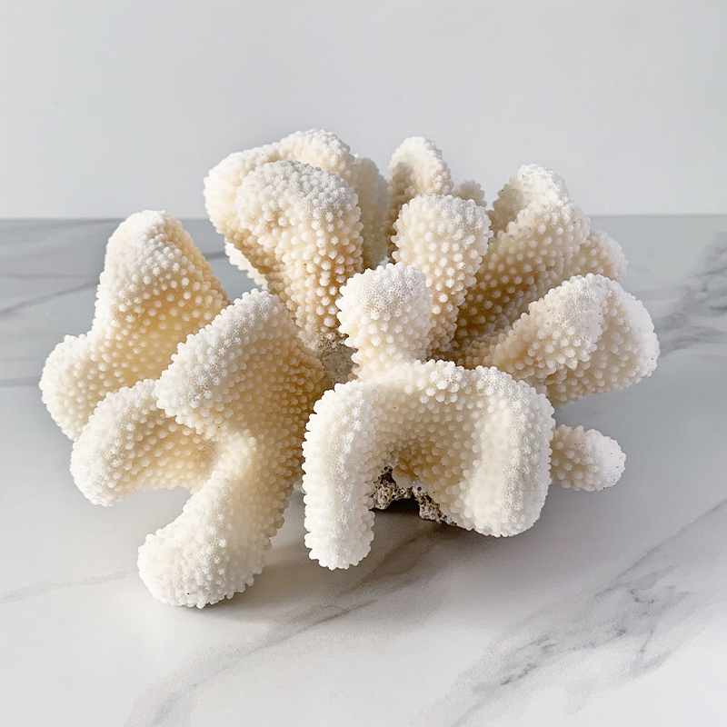 Статуэтка White Cauliflower Coral  в Нижнем Новгороде | Loft Concept 