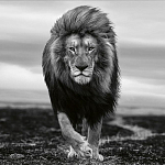 Книга Beusker. Look into my Eyes варинант исполнения - 7 | Loft Concept в Нижнем Новгороде