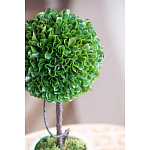 Декоративный искусственное растение Single boxwood варинант исполнения - 7 | Loft Concept в Нижнем Новгороде