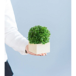 Декоративный искусственное растение Square boxwood варинант исполнения - 7 | Loft Concept в Нижнем Новгороде