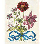 Книга цветов 22 постера Maria Sibylla Merian: 22 Pull-Out Posters варинант исполнения - 3 | Loft Concept в Нижнем Новгороде