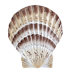 Фигурка из фарфора в виде ракушки морского гребешка Marine Tridacna варинант исполнения - 1 | Loft Concept в Нижнем Новгороде