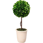 Декоративный искусственное растение Single boxwood варинант исполнения - 1 | Loft Concept в Нижнем Новгороде