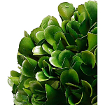 Декоративный искусственное растение Square boxwood варинант исполнения - 2 | Loft Concept в Нижнем Новгороде