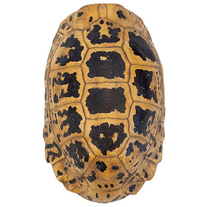 Аксессуар Turtle Hermanni Shell