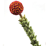 Статуэтка тропический фрукт  Tropical Fruit High Orange варинант исполнения - 2 | Loft Concept в Нижнем Новгороде