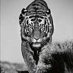 Книга Beusker. Look into my Eyes варинант исполнения - 6 | Loft Concept в Нижнем Новгороде