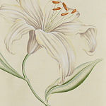 Обои ручная роспись Lilium Special Colourway on Ivory dyed silk варинант исполнения - 2 | Loft Concept в Нижнем Новгороде