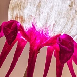 Торшер фуксия «Цветы из снов»  варинант исполнения - 4 | Loft Concept в Нижнем Новгороде