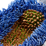 Дизайнерская статуэтка для интерьера Tropical Fruit Pandora 12 варинант исполнения - 3 | Loft Concept в Нижнем Новгороде