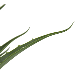 Декоративный искусственное растение Medium Aloe варинант исполнения - 2 | Loft Concept в Нижнем Новгороде