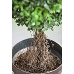 Декоративный искусственное растение Boxwood tree варинант исполнения - 3 | Loft Concept в Нижнем Новгороде