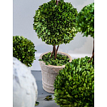 Декоративный искусственное растение Single boxwood варинант исполнения - 3 | Loft Concept в Нижнем Новгороде