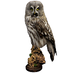 Чучело Совы таксидермия варинант исполнения - 1 | Loft Concept в Нижнем Новгороде