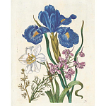 Книга цветов 22 постера Maria Sibylla Merian: 22 Pull-Out Posters варинант исполнения - 6 | Loft Concept в Нижнем Новгороде