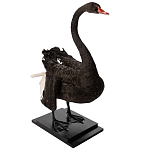 Настоящее чучело черного лебедя Black Swan варинант исполнения - 5 | Loft Concept в Нижнем Новгороде