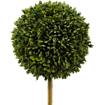 Декоративный искусственное растение Boxwood One варинант исполнения - 2 | Loft Concept в Нижнем Новгороде