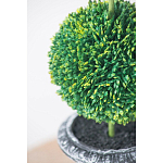 Декоративный искусственное растение Double boxwood варинант исполнения - 6 | Loft Concept в Нижнем Новгороде