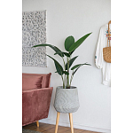 Декоративный искусственное растение Decor Stile  варинант исполнения - 6 | Loft Concept в Нижнем Новгороде