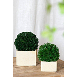 Декоративный искусственное растение Square boxwood варинант исполнения - 4 | Loft Concept в Нижнем Новгороде