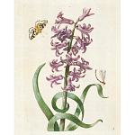 Книга цветов 22 постера Maria Sibylla Merian: 22 Pull-Out Posters варинант исполнения - 2 | Loft Concept в Нижнем Новгороде