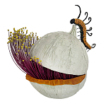 Статуэтка фантастический фрукт Exotic Tropical Fruit orange and white 67 варинант исполнения - 4 | Loft Concept в Нижнем Новгороде