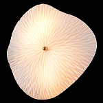 Бра в форме лепестка с рельефной текстурой FLOW варинант исполнения - 1 | Loft Concept в Нижнем Новгороде