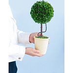 Декоративный искусственное растение Single boxwood варинант исполнения - 8 | Loft Concept в Нижнем Новгороде