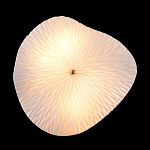 Бра в форме лепестка с рельефной текстурой FLOW варинант исполнения - 3 | Loft Concept в Нижнем Новгороде