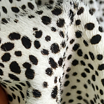 Мебельная ткань Искусственный мех  белый леопард 90 см T5-3 варинант исполнения - 3 | Loft Concept в Нижнем Новгороде