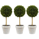 Декоративный искусственное растение Boxwood One варинант исполнения - 1 | Loft Concept в Нижнем Новгороде