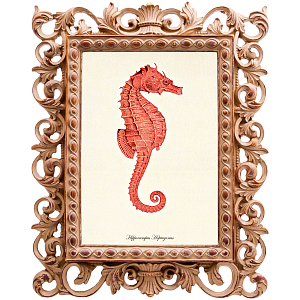Постер Red Seahorse Poster