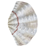 Фигурка из фарфора в виде одной створки ракушки Marine Tridacna варинант исполнения - 1 | Loft Concept в Нижнем Новгороде