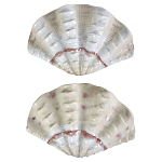 Фигурка из фарфора в виде одной створки ракушки Marine Tridacna варинант исполнения - 2 | Loft Concept в Нижнем Новгороде